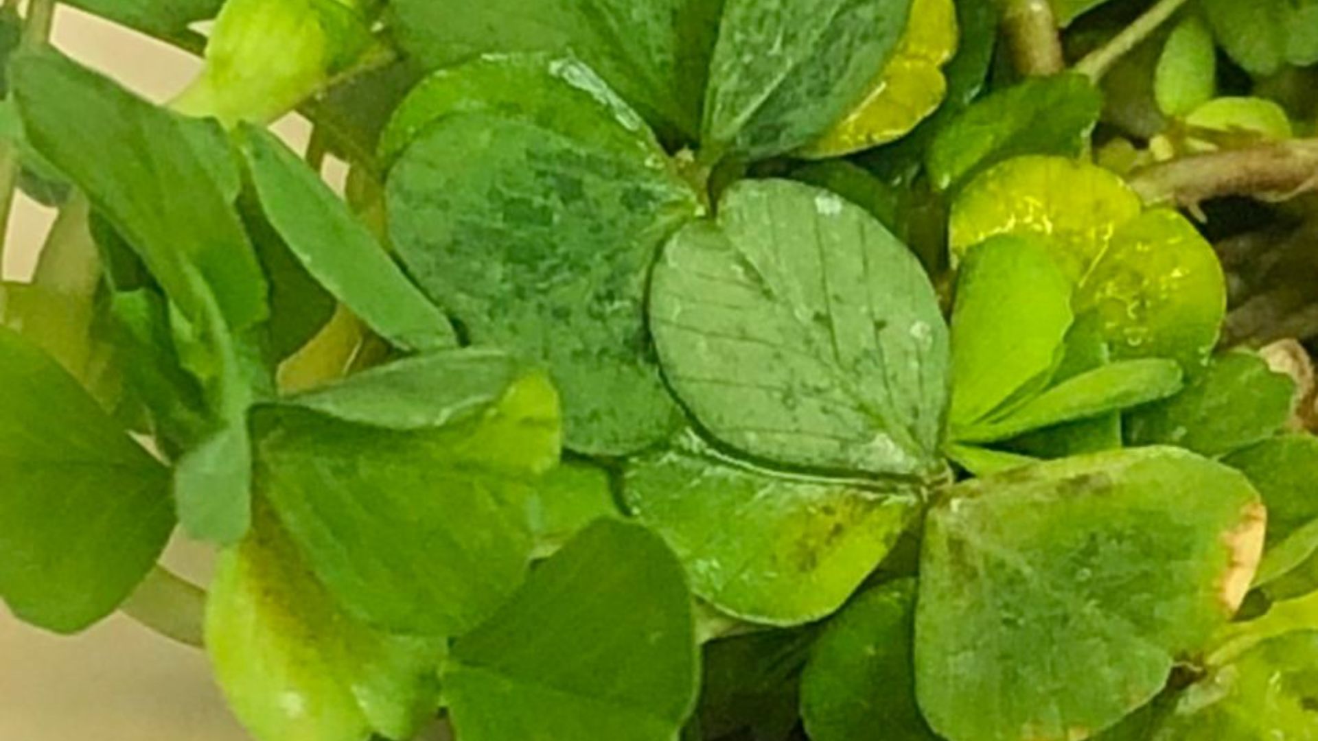 Shamrock Bowl 2026 – Request for Expressions of Interest